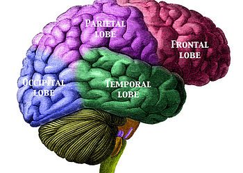 Facts about the Brain