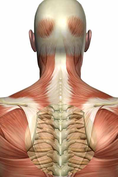 Best exercises for pain between shoulder blades.